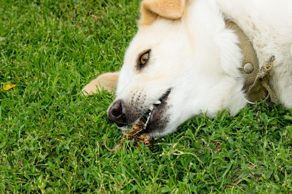 afbeelding Epilepsie