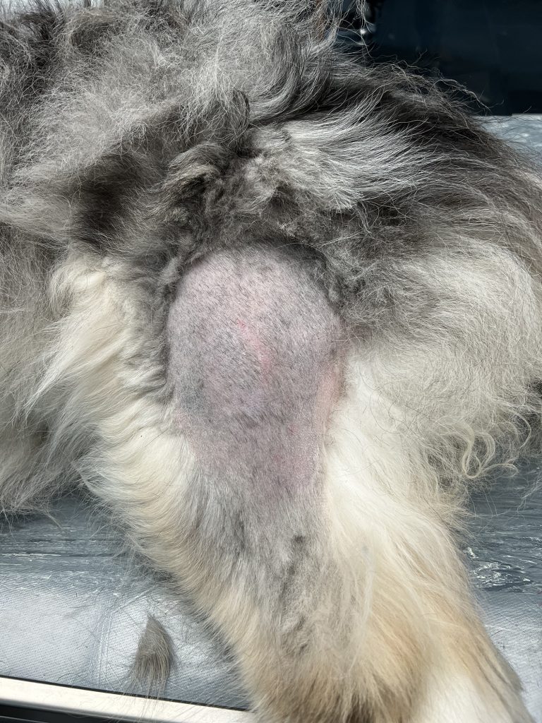 Dierenkliniek Tiel-Drumpt: een grasaar: Het operatiegebied aan het voorbereiden.