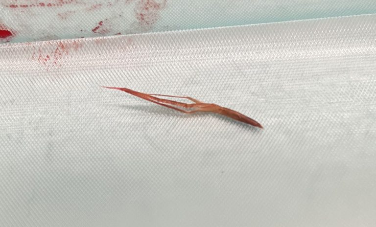 Een grasaar bij Linzy.