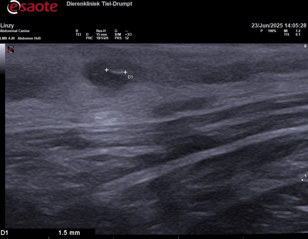 Dierenkliniek Tiel-Drumpt: een grasaar: Een dwars beeld met de echo.