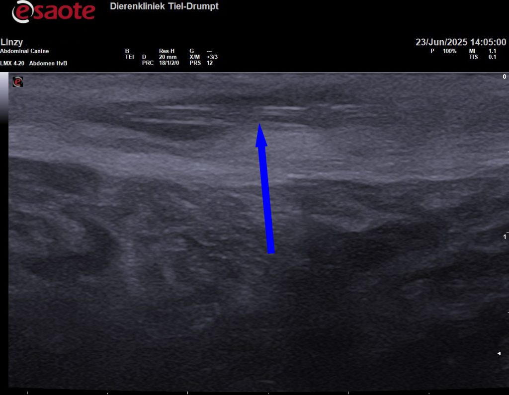 Dierenkliniek Tiel-Drumpt: een grasaar: Met de echo konden we in dit geval de grasaar vinden.