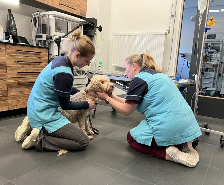 afbeelding De hond en castratie / sterilisatie