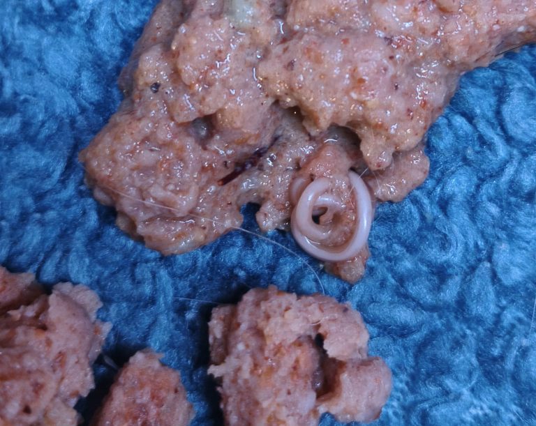 afbeelding De hond en parasieten