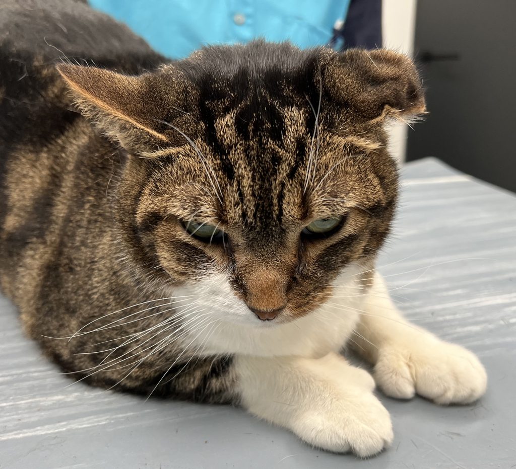 Dierenkliniek Tiel-Drumpt: schrompeloor of bloemkooloor na een bloedoor