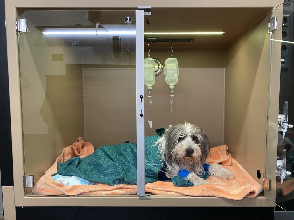 Dierenkliniek Tiel-Drumpt: Een oudere hond met meerdere problemen: Aan het bijkomen na de operaties