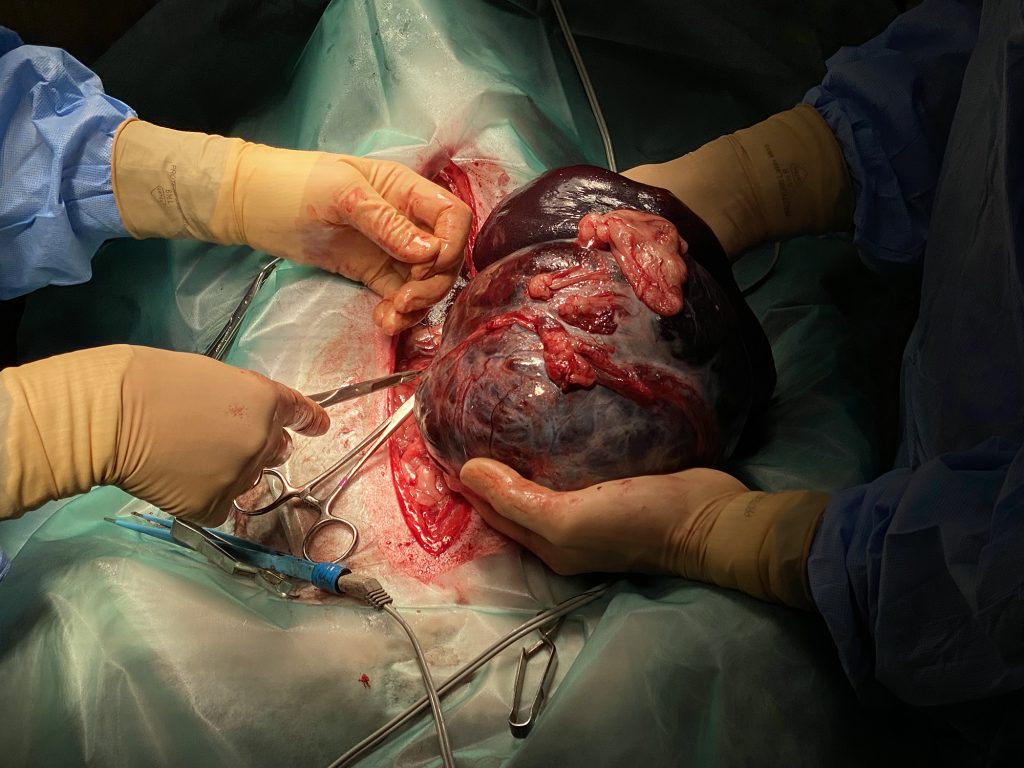 Dierenkliniek Tiel-Drumpt: Een oudere hond met meerdere problemen: milttumor