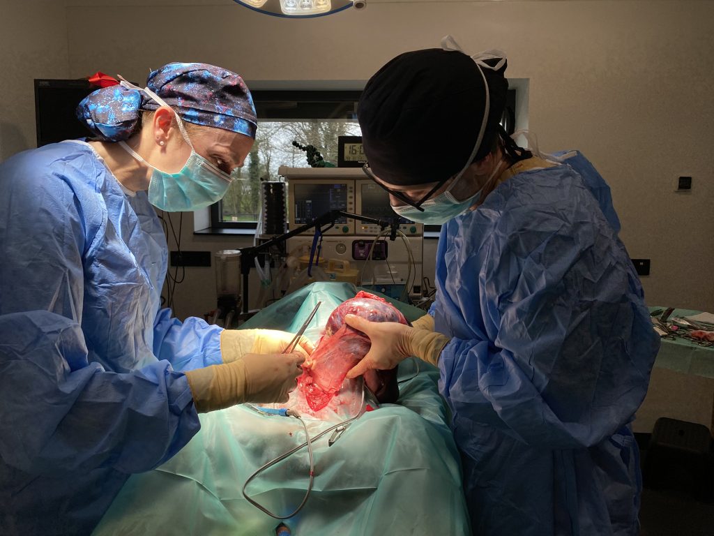 Dierenkliniek Tiel-Drumpt: Een oudere hond met meerdere problemen: Samen de milttumor verwijderen