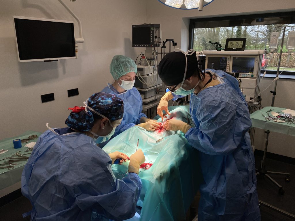 Dierenkliniek Tiel-Drumpt: Een oudere hond met meerdere problemen: operatie team