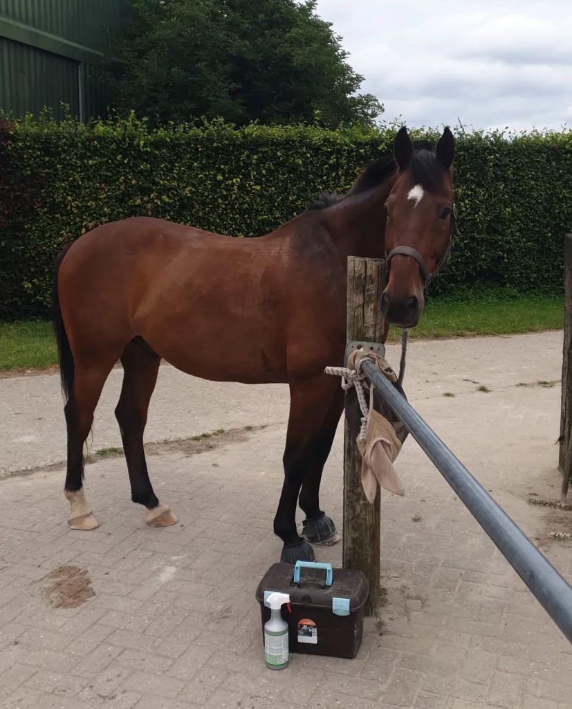 Dierenkliniek Tiel-Drumpt: Hobby dierenarts Babeth van Loon