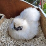 Kip en eieren leggen