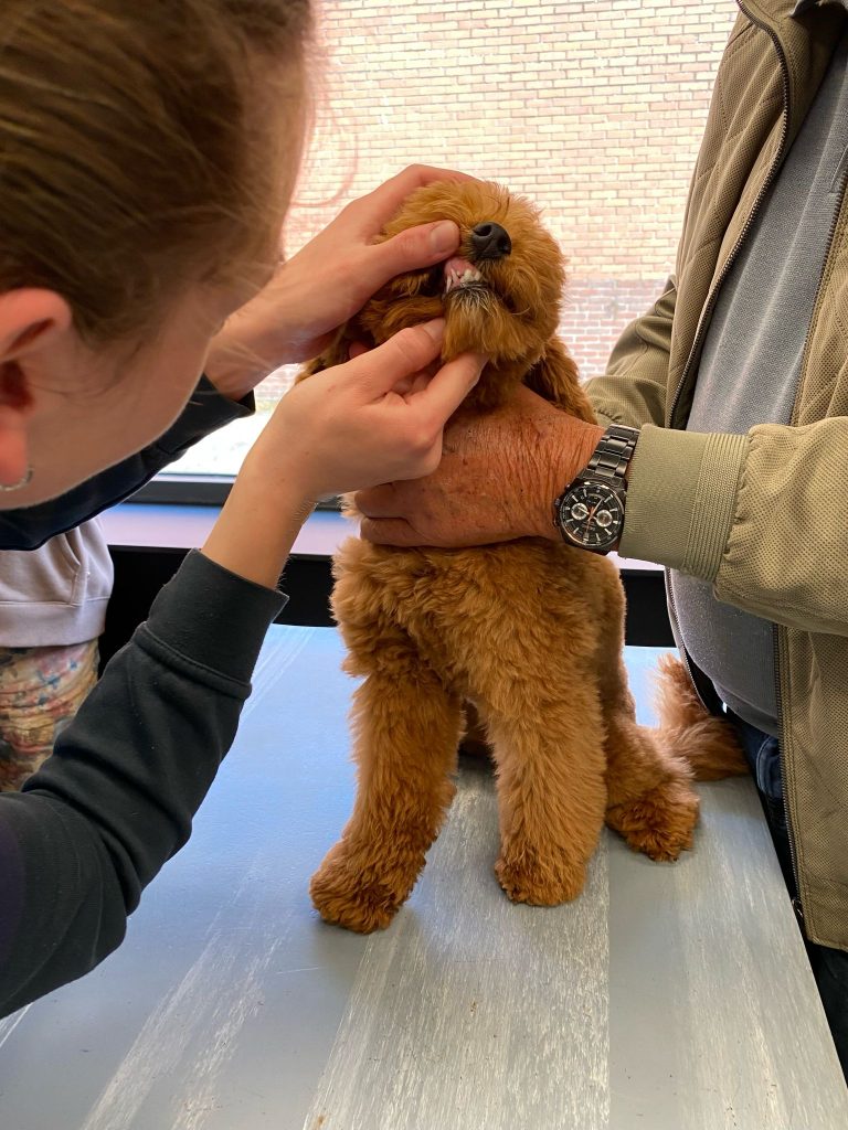 Dierenkliniek Tiel-Drumpt: Puppy en kittenconsulten: gebitscontrole