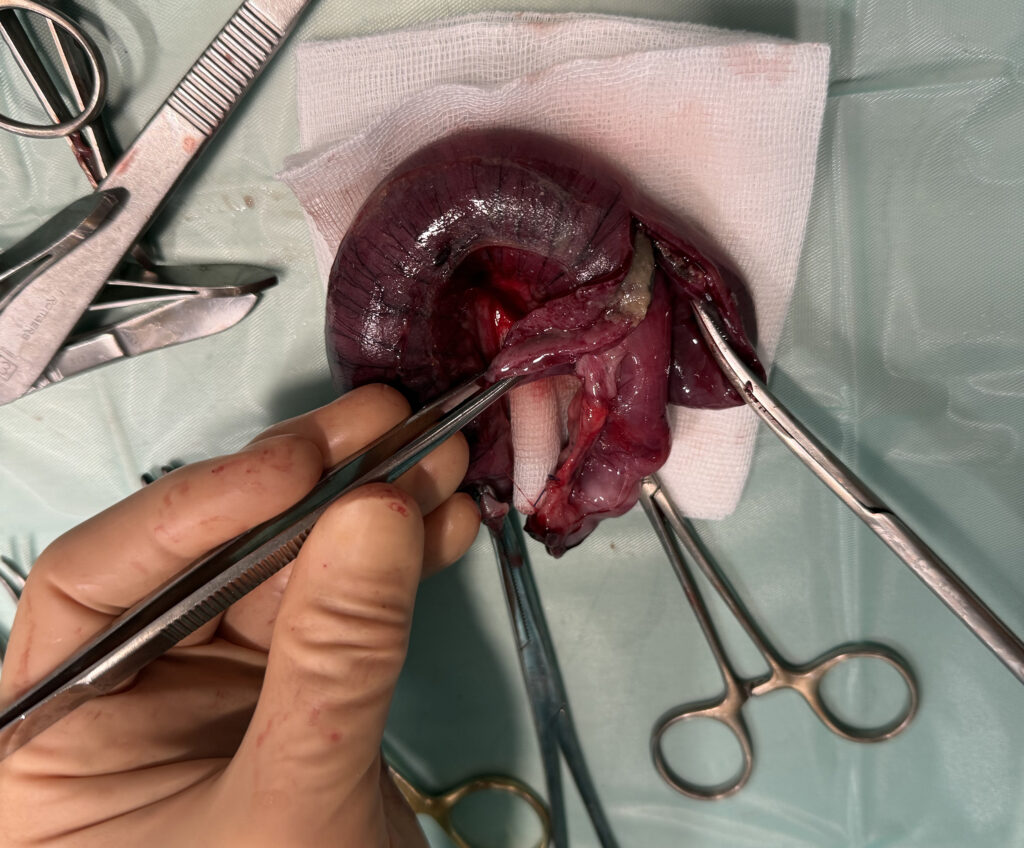 Dierenkliniek Tiel-Drumnpt:darm invaginatie