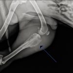 Bottumoren bij de hond 