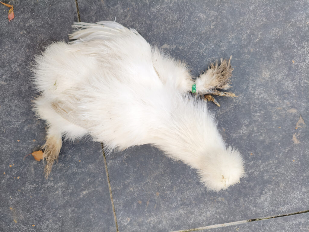 afbeelding Ziekte van Marek, Marekse verlamming