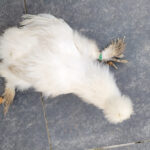 Ziekte van Marek, Marekse verlamming