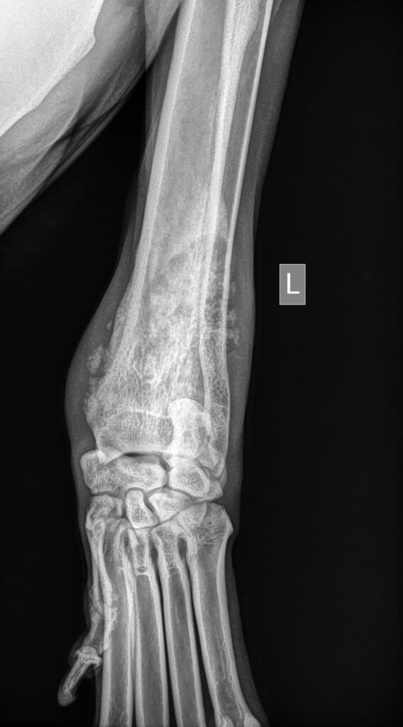 Dierenkliniek Tiel-Drumpt: bottumoren, osteosdarcoom