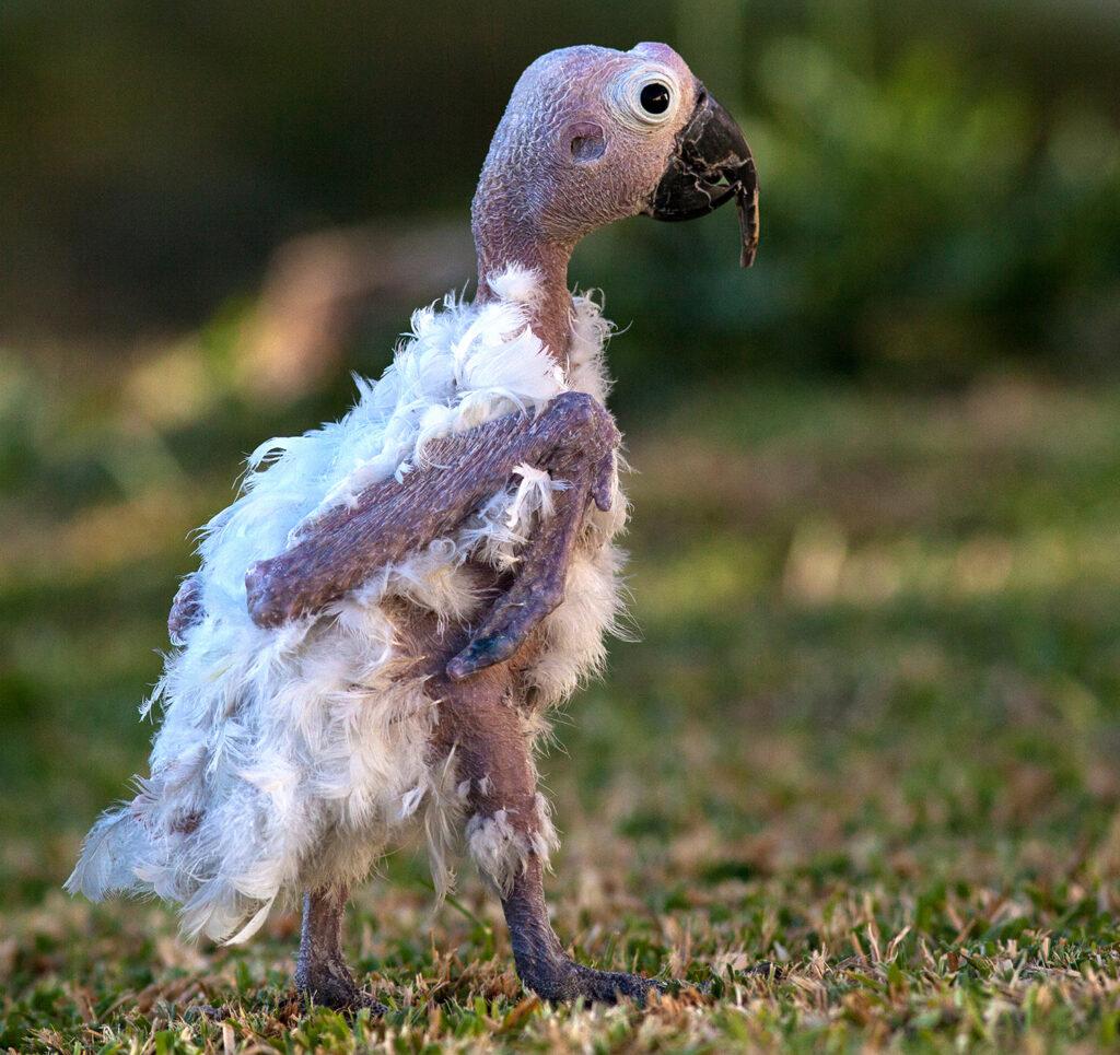 hero afbeelding ziekten