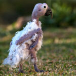 Psittacine beak and feather disease (papegaai)