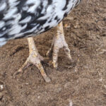 Kalkpoten bij kippen