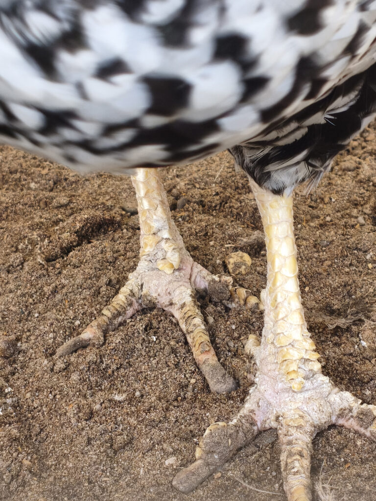Dierenkliniek Tiel-Drumpt: Bij een kip met kalkpoten liggen de schubben vaak niet meer glad op de poot maar gaan ze iets omhoog staan.