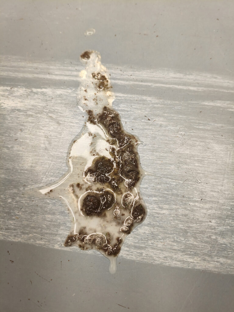 Dierenkliniek Tiel-Drumpt: Cloacaprolaps bij vogels. Een oorzaak kan zijn: parasieten in de ontlasting