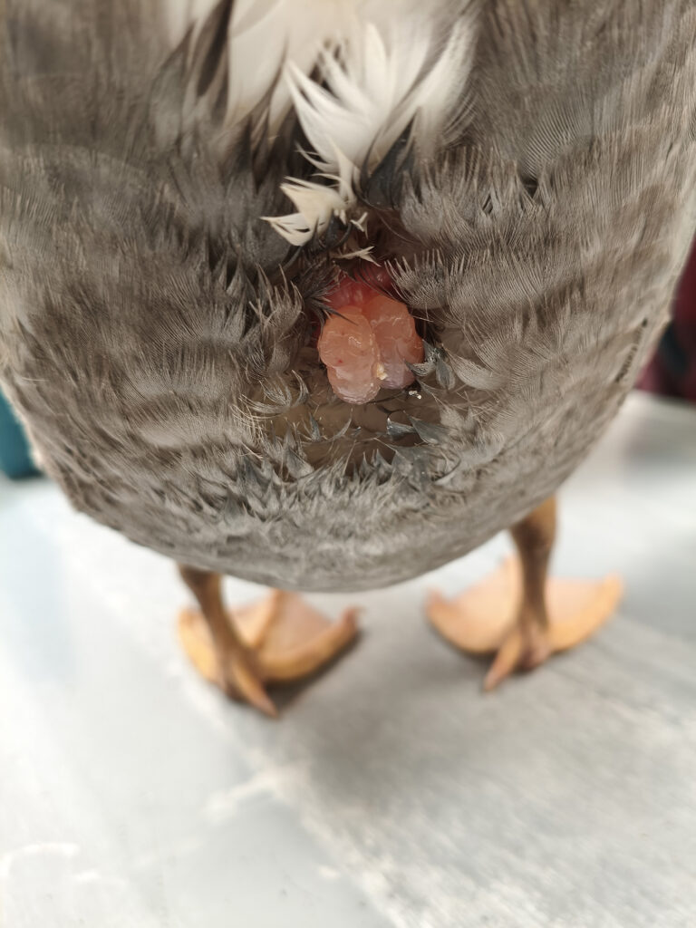 hero afbeelding ziekten