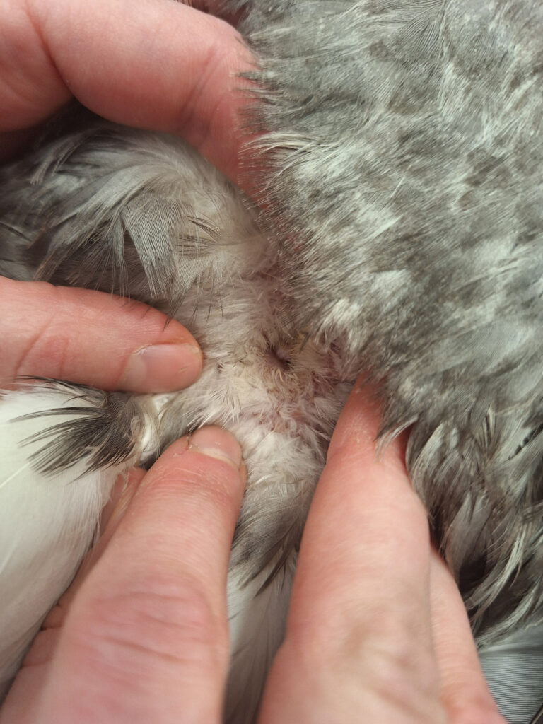 Dierenkliniek Tiel-Drumpt: Cloacaprolaps bij vogels, na behandeling