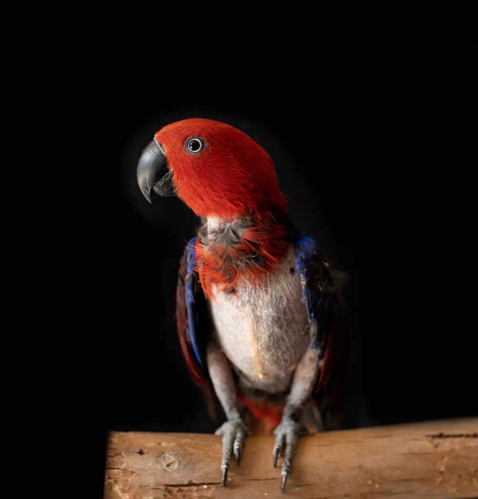 afbeelding Verenplukken bij papegaai