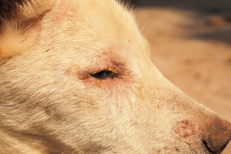 Hondenziekte (canine distemper) vastgesteld in omgeving Utrecht en Nijmegen