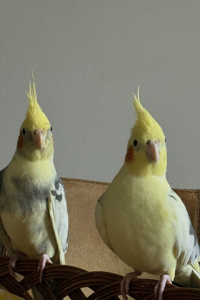 Dierenkliniek Tiel-Drumpt: Kiwi en Blue de valkparkieten van Nicky