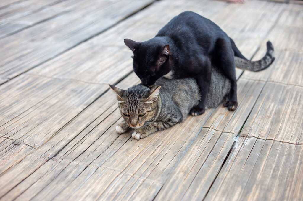 Dierenkliniek Tiel-Drumpt: Krolsheid bij de kat, wat houdt dit in?: Een kater die een poes dekt.