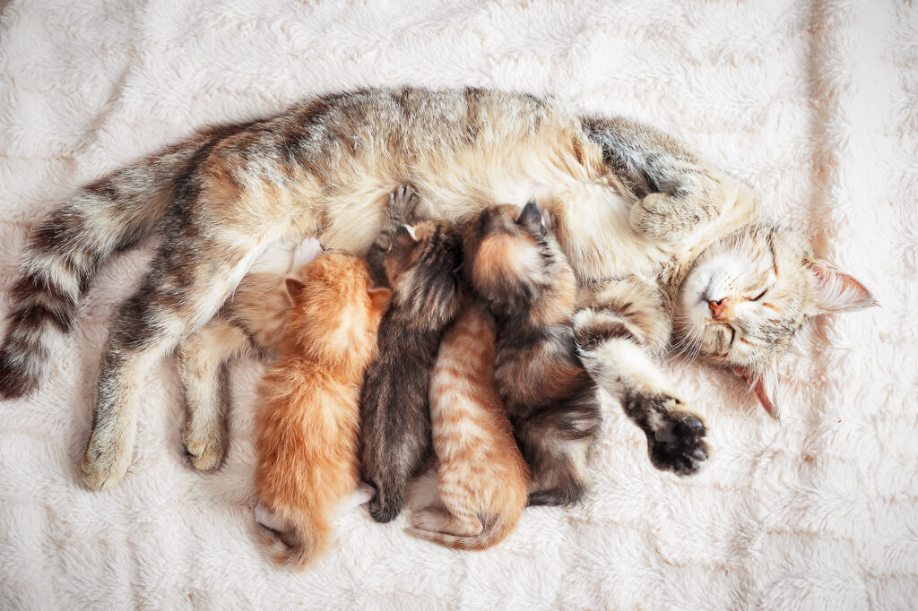 Dierenkliniek Tiel-Drumpt: Krolsheid bij de kat, wat houdt dit in?: Moederpoes met kittens.