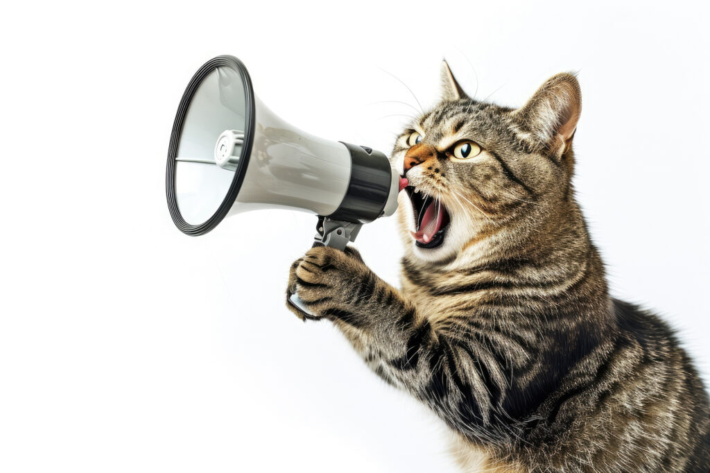 afbeelding Krolsheid bij de kat, wat houdt dit in?