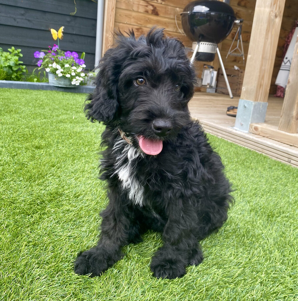 Dierenkliniek Tiel-Drumpt: Een hobby van Laura is haar Labradoodle