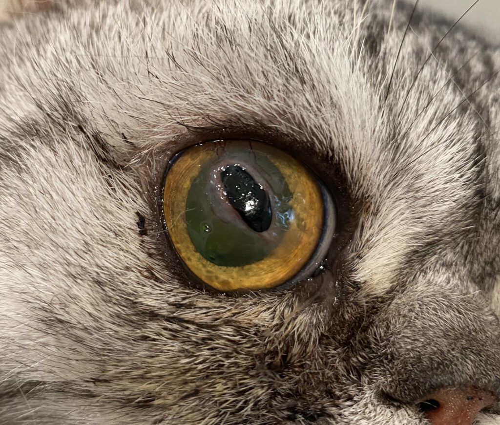 Dierenkliniek Tiel-Drumpt: Sequestervorming bij de kat: Er is een grote beschadiging te zien van het hoornvlies